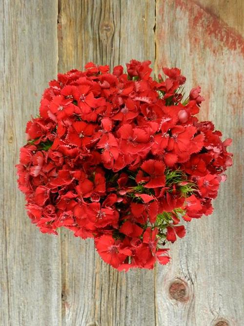 BICOLOR RED/WHITE DIANTHUS